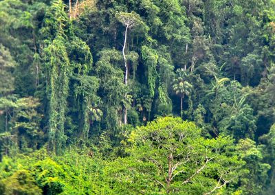 Bird Watching Gorontalo - Sulawesi