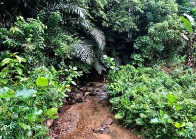 Bird Watching Gorontalo - Sulawesi