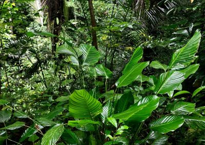 Bird Watching Gorontalo - Sulawesi