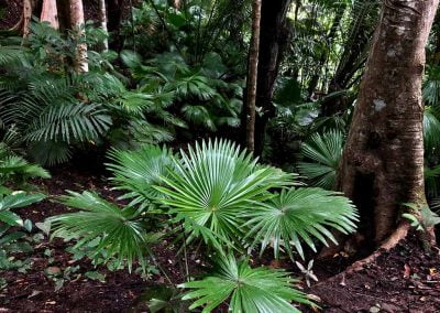 Bird Watching Gorontalo - Sulawesi