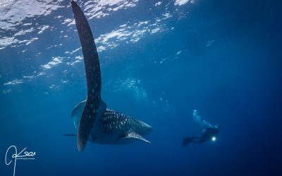 Whalesharks and Saronde