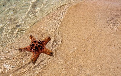 December Special for Saronde