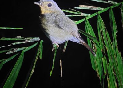 Bird Watching Gorontalo - Sulawesi