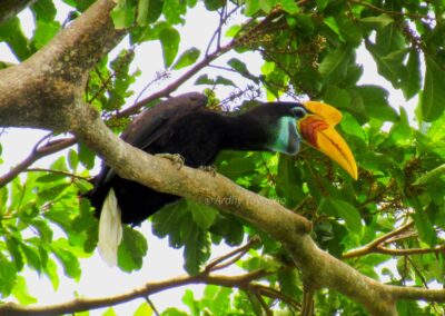 Knobbed Hornbill - Bird Watching Gorontalo - Sulawesi