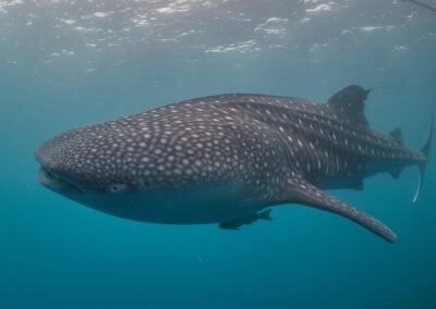 Diving with whaleshark - Gorontalo