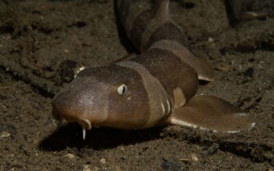 Macrotrip on the KLM Sunshine