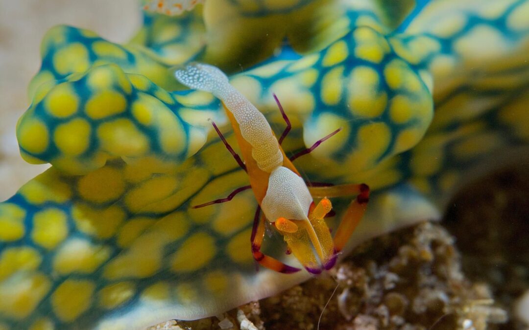 Franz – Kathy Gallery