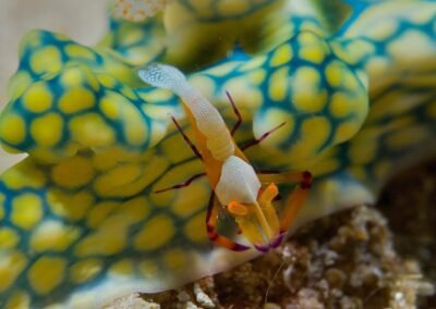 Miamira sinuata with a passenger – emporator shrimp by Franz Marty, July 2024