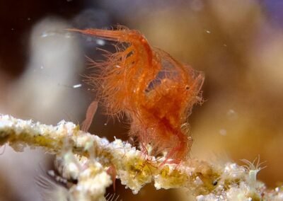 Diving Gorontalo: Critter Hunt