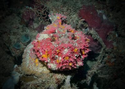 Diving Gorontalo: Critter Hunt