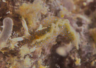 by Costas Manganiotis