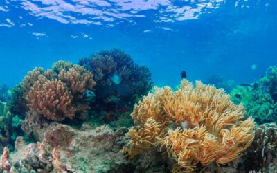 If you want to stay more then 30 days 