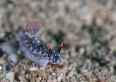 by Costas Manganiotis