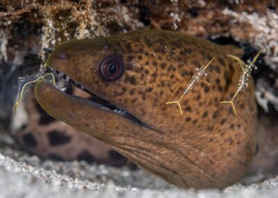 by Costas Manganiotis