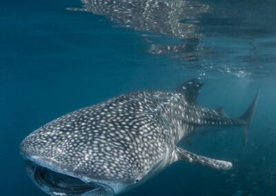 by Costas Manganiotis