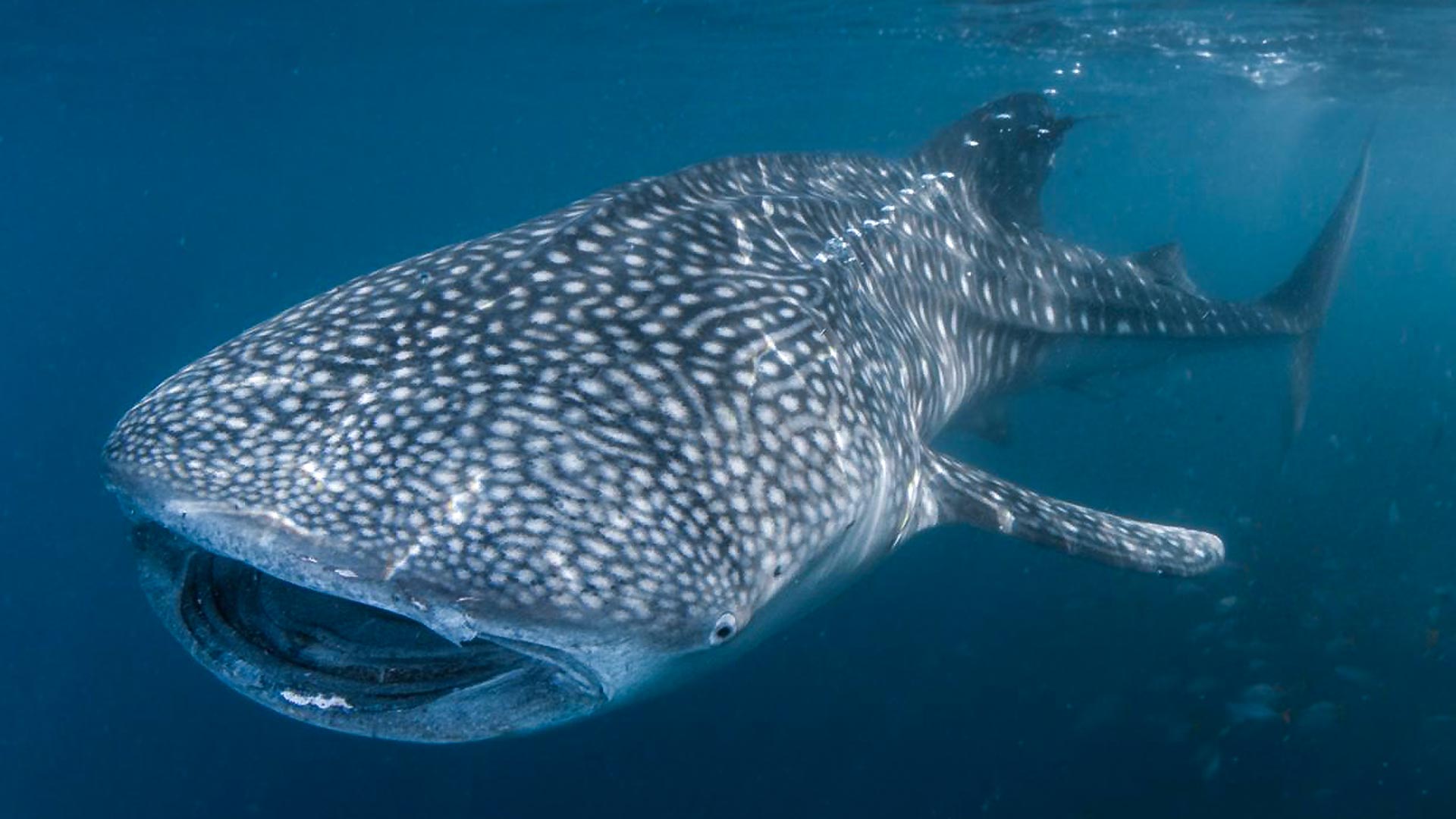 Dive with Whaleshark - By Costas Manganiotis