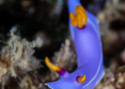 by Costas Manganiotis