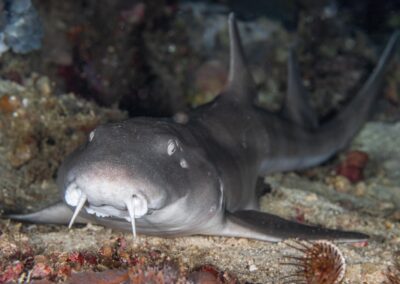 by Costas Manganiotis