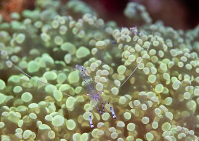 by Costas Manganiotis