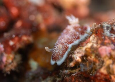 by Costas Manganiotis