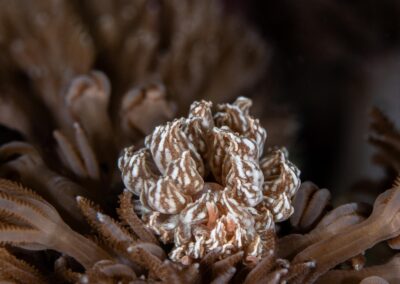 by Costas Manganiotis