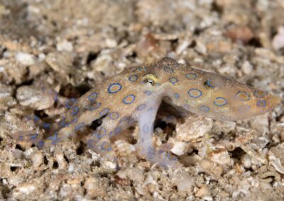 by Costas Manganiotis