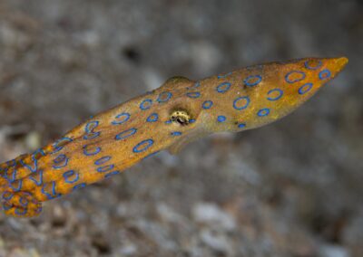 by Costas Manganiotis