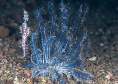 by Costas Manganiotis