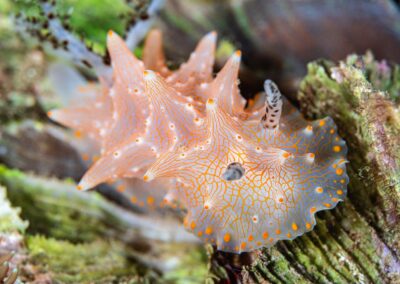 by Costas Manganiotis