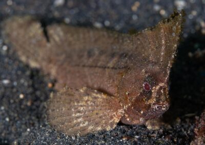 by Costas Manganiotis