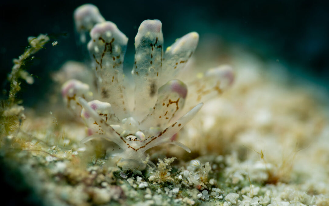 Markus & Susan Gallery