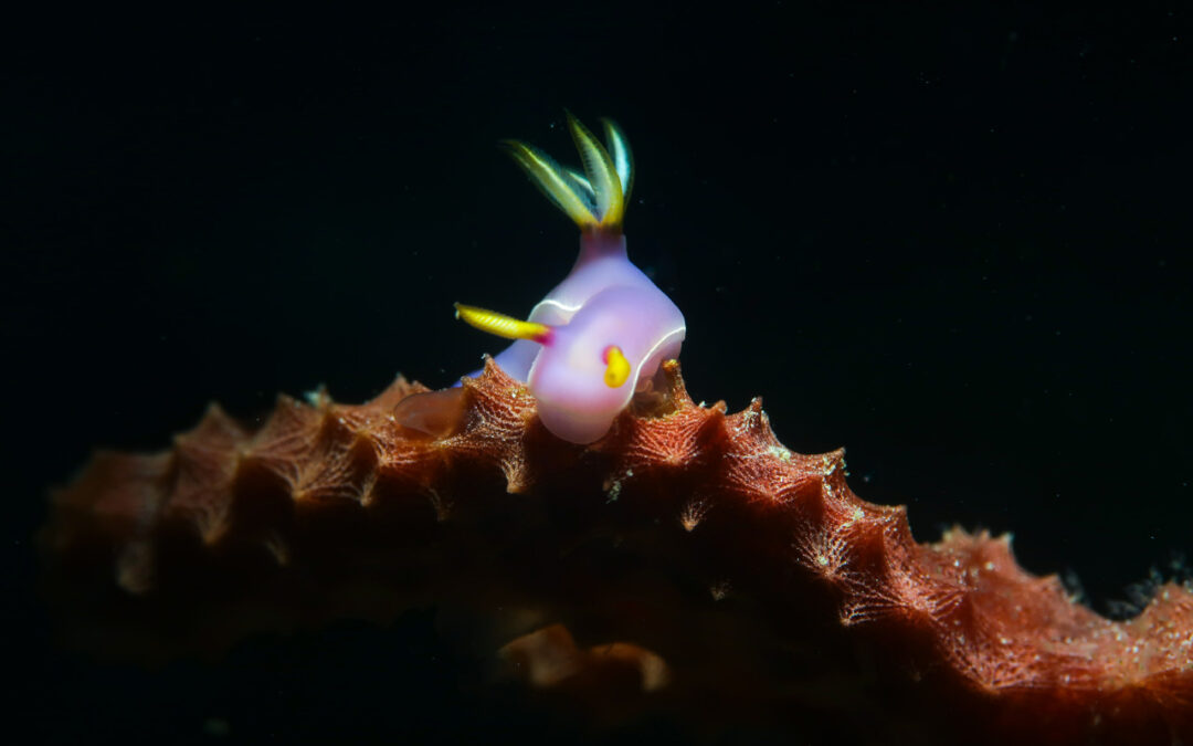 Reiner & Nicole Gallery