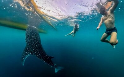The Real Story: Whale Sharks in the Bay of Botubarani near Gorontalo