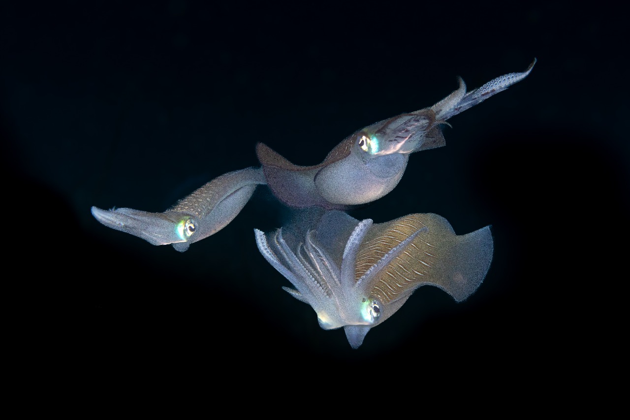 ballet of the calmaris
