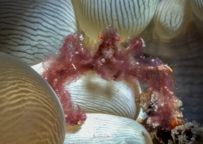 by Allesandro Fantin