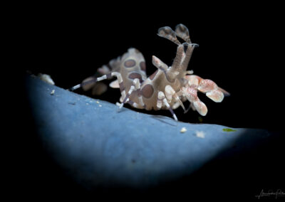 by Allesandro Fantin