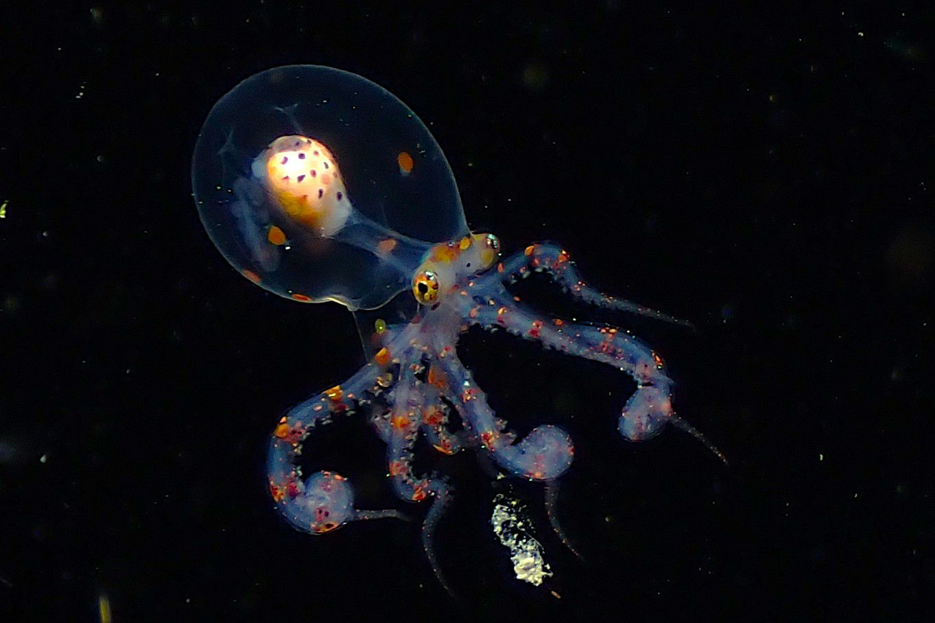 ballet of the calmaris