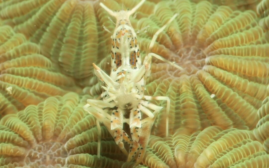 Desi and Torsten Volz