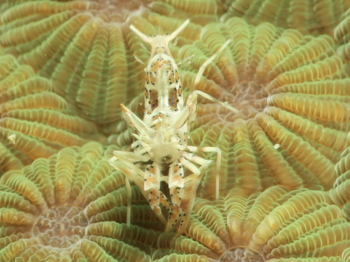 ballet of the calmaris