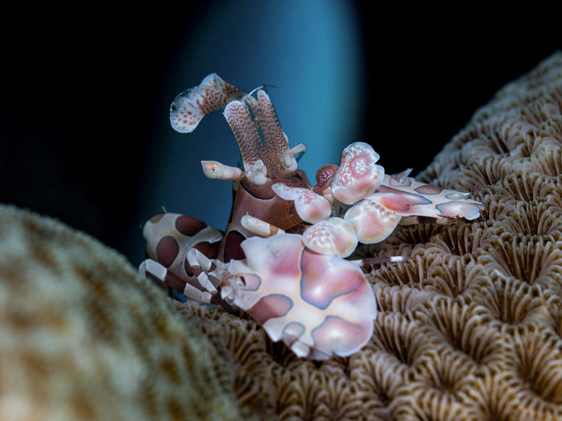 Harlequin Shrimp by Andy Kreis