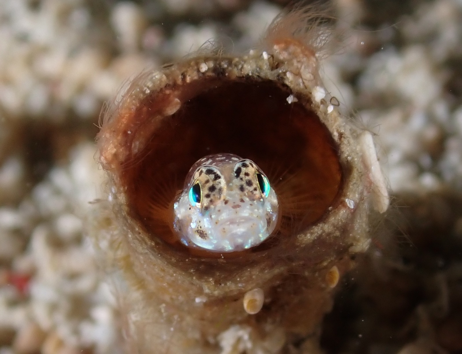 Curious Blenny, by Marc Schneider