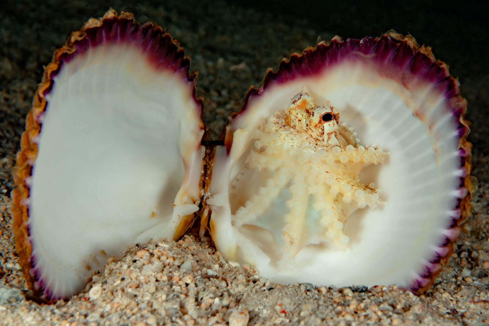Curious Blenny, by Marc Schneider