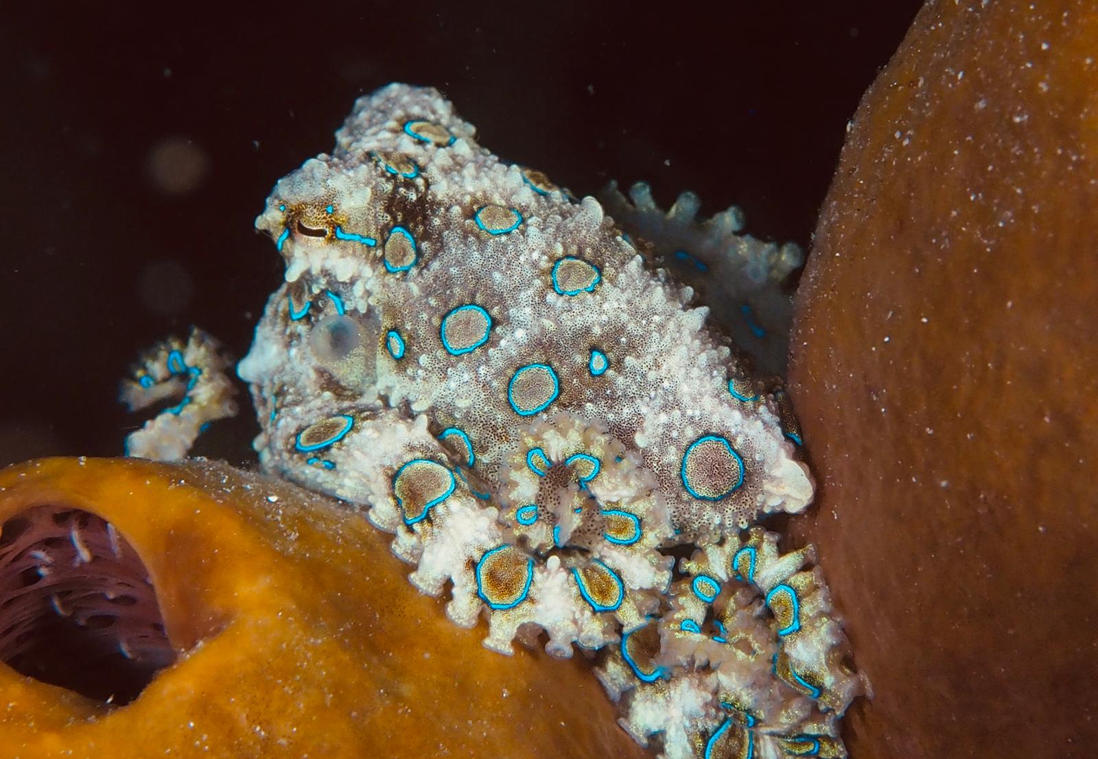 Blue Ringed Octopus by Beate Pausch