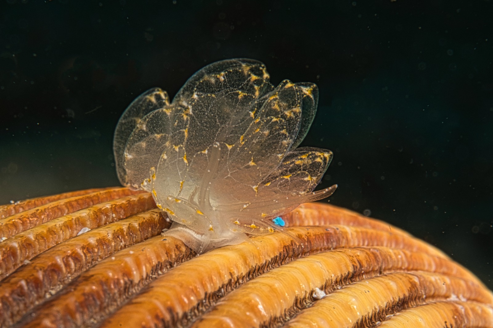 Tiny Coconut Octopus by Wolfgang Poelzer