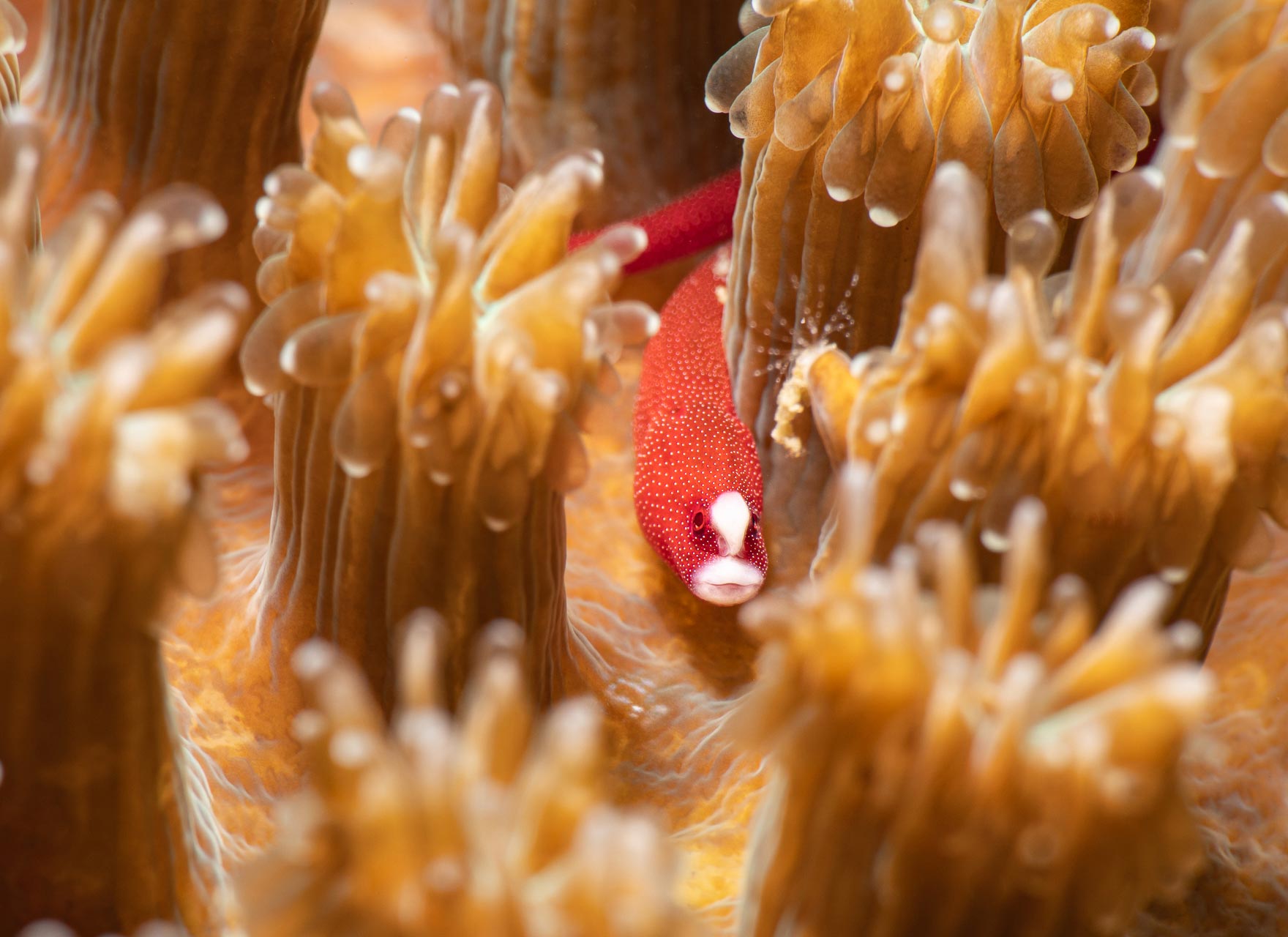 Posing Cowry by Franz and Kathy