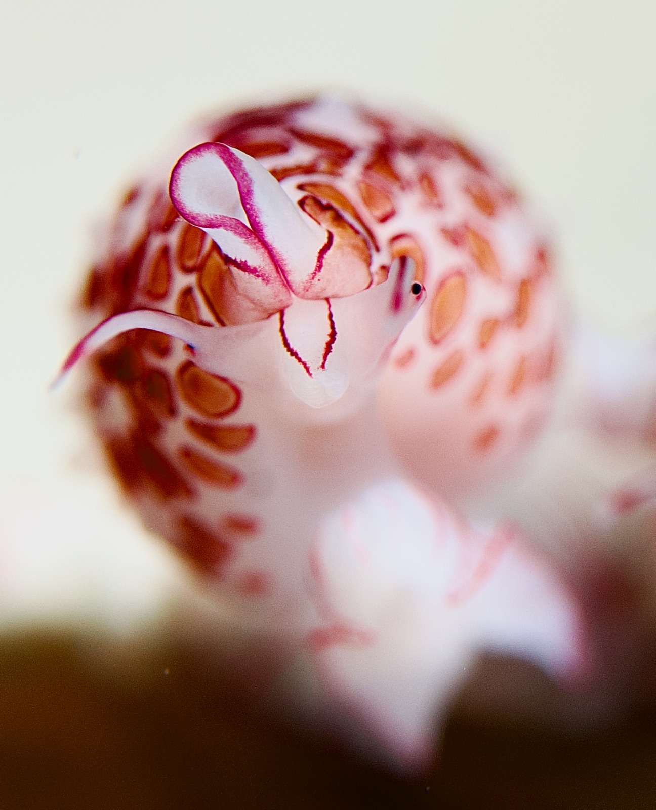 Posing Cowry by Franz and Kathy