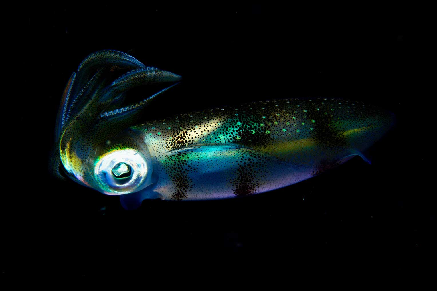Posing Cowry by Franz and Kathy
