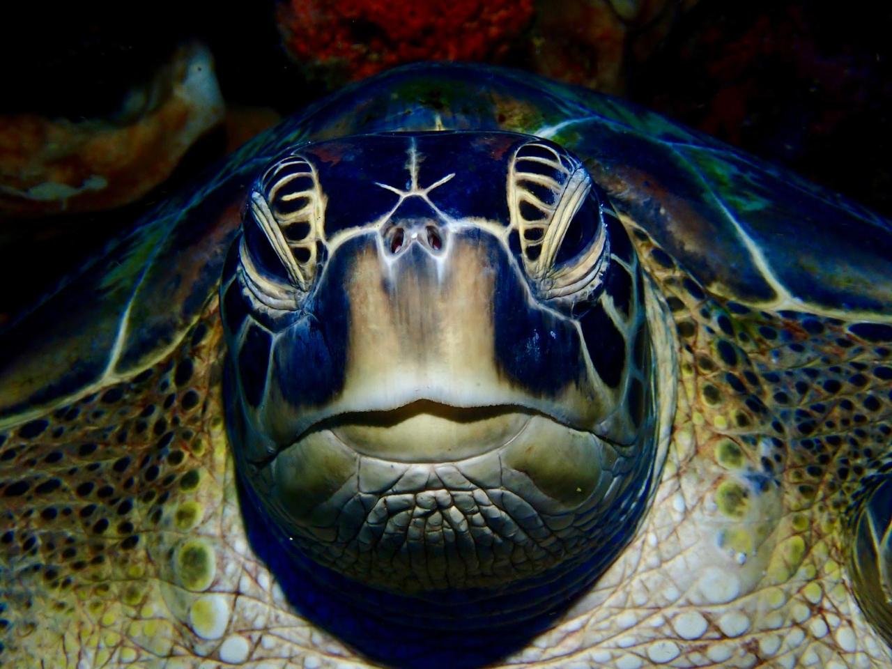 Green Sea Turtle - Saronde